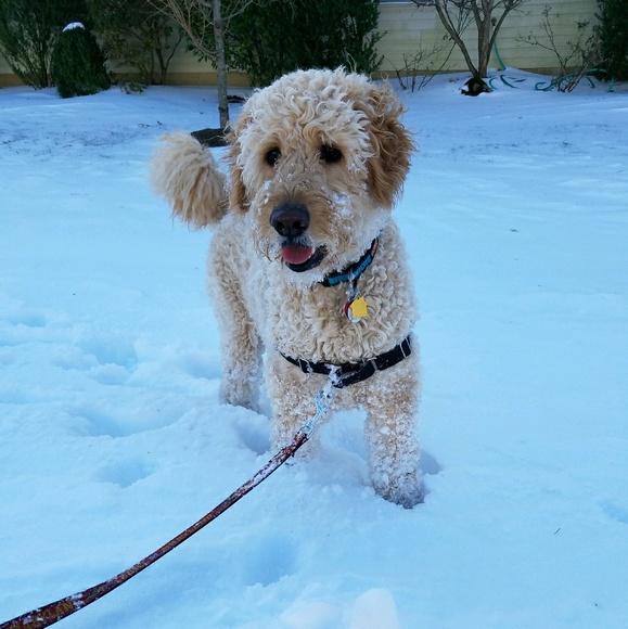 Meet your Posher, Debbi - Picture 2 of 6